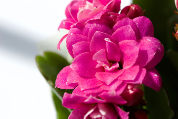 Macro abstract background of rosy pink color kalanchoe flower blossoms