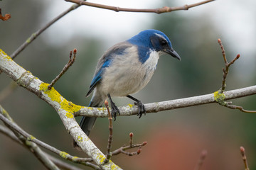 California Scrub Jay