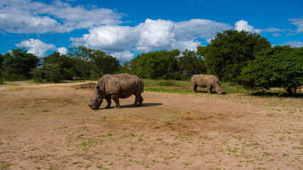 Naklejka premium Africa, wild life, Baoboa, tree, Rhino, 
