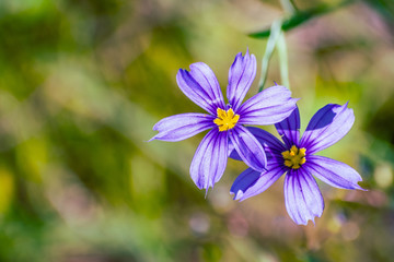 Close up of Blue-Eyed Grass (Sisyrinchium bellum) wildflowers blooming in spring, south San Francisco bay area, California