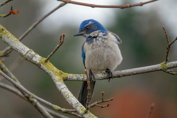 Scrub Jay on branch