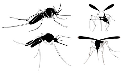 vector, isolated, mosquito silhouette, insect, flying, set