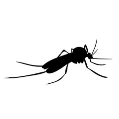 vector, isolated, mosquito silhouette, insect