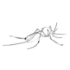 isolated mosquito insect sketch