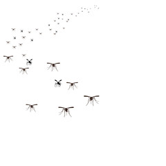  isolated, a flock of insects mosquitoes flies