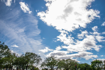 Obraz premium trees and sky