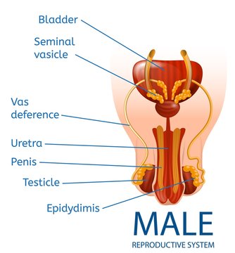 Male Reproductive System Anatomical Medical Banner