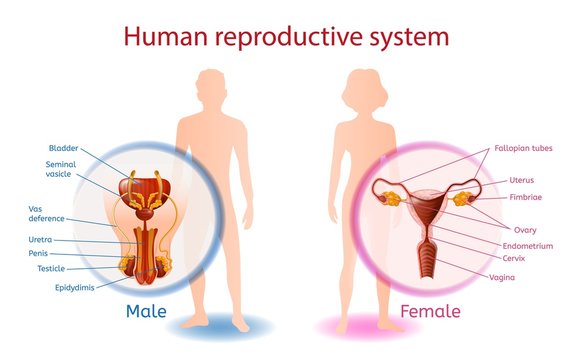 Human Reproductive System Anatomical Banner