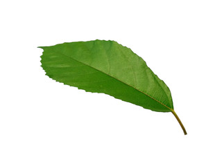 Green leaves isolated on white background. Tree or plant on white background.
