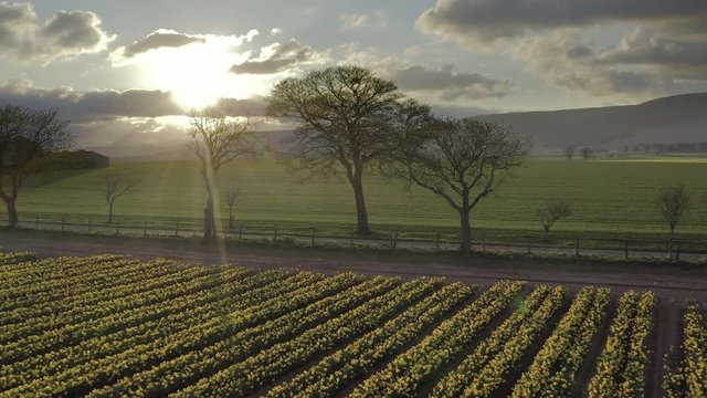 An aerial view pulling away from trees over a field of yellow daffodils as the spring sun begins to set, Aberdeenshire, Scotland
