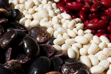 Mix of different varieties of beans