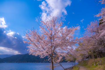 桜