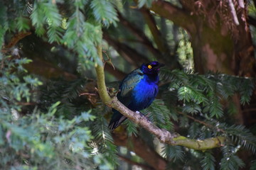 bird blue