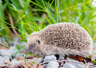 hedgehog in the grass