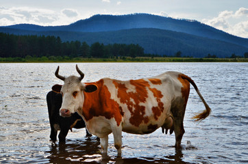 Fototapeta na wymiar Summer. Rural area of the southern Urals. Cows come to the water to take a break from the heat and the gadflies.