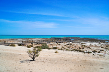 Heritage–listed Hamelin Pools  in the  Shark Bay area