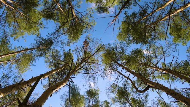 Image of a pine forest. Shooting at a low angle. Trees slowly sway in the wind, against a bright sunny sky.