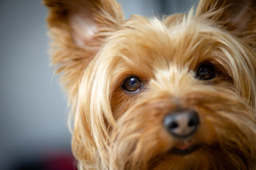 Yorkshire Terrier Puppy Posing for a Picture