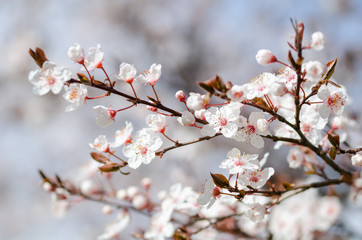Spring branch with white flowers