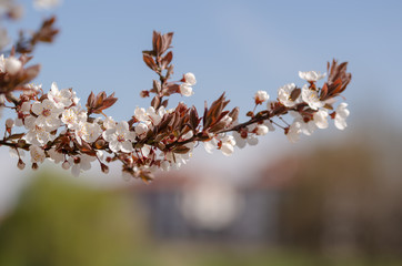 Spring branch with white flowers