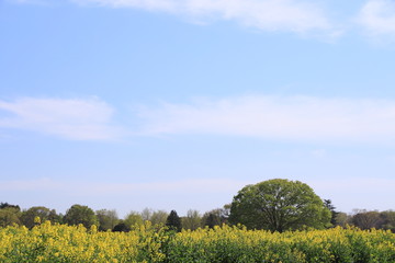 菜の花に覆われた公園の広場