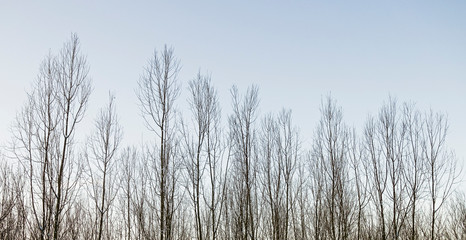 Background of trees against a blue sky