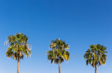 Obraz premium Three palm trees on a blue sky background