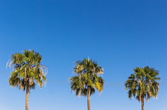 Three palm trees on a blue sky background