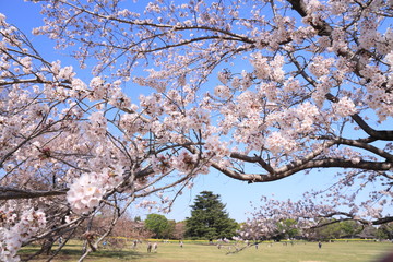 満開の桜の枝の中から見えた広場