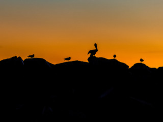 Fototapeta na wymiar silhouettes of birds at sunset