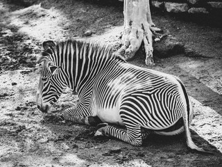 Resting Zebra