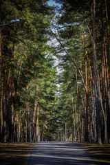 trees in the forest