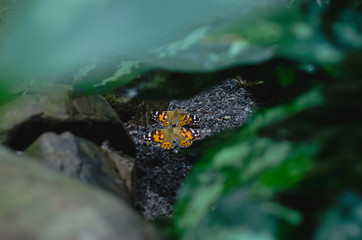 Two wild butterflies locked together on the rocks in the rain forest under the day light. 