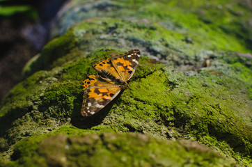 The beautiful little orange butterfly on the rocks in the jungle bed. 