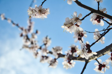 Flowers of an apricot tree against the blue sky with clouds. Blooming gardens in spring. copy space for text.  selective focus