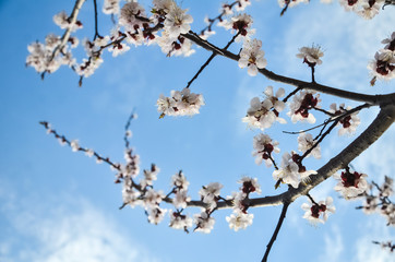 Flowers of an apricot tree against the blue sky with clouds. Blooming gardens in spring. copy space for text.  selective focus