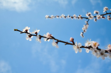Flowers of an apricot tree against the blue sky with clouds. Blooming gardens in spring. copy space for text.  selective focus