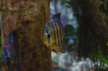 Obraz premium The striped fin fish in the bottom of the coral reef of the sea floor. 