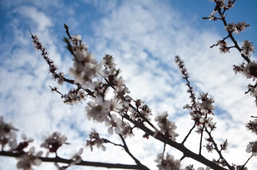 Flowers of an apricot tree against the blue sky with clouds. Blooming gardens in spring. copy space for text.  selective focus