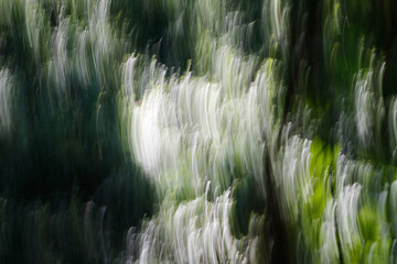 Blurry textures in forest
