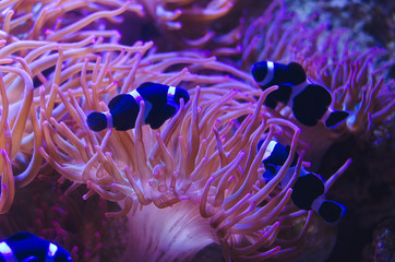A group of dark clown fish swimming in the sea plants on the coral reef. 