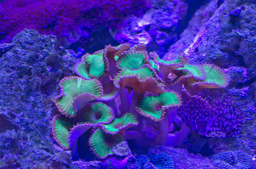 The glowing wavy seaweed on the edge of the coral reef under the sea. 
