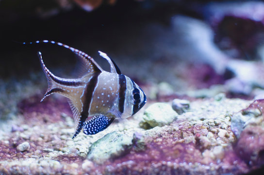 A Little Soft And Beautiful Angel Fish Swimming On The Bottom Of The Ocean Floor.