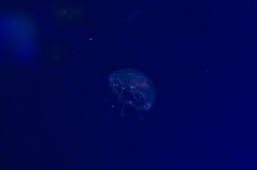 Naklejka na ściany i meble A solo jellyfish swimming in the deep dark blue waters of the sea. 