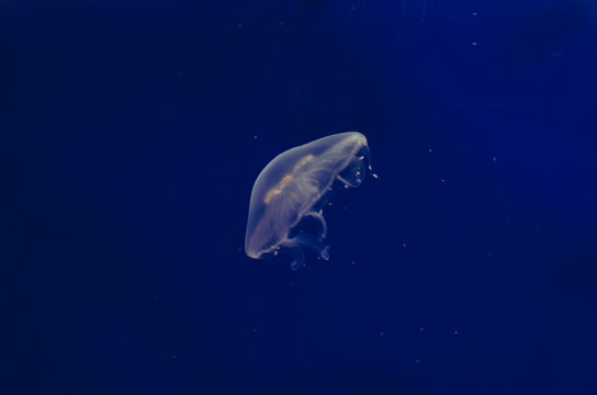 A Solo Little Jellyfish Floating In The Deep Blue Sea Water. 