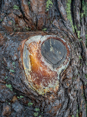 Slice on a pine trunk with resin drips in a forest in Altai, Russia