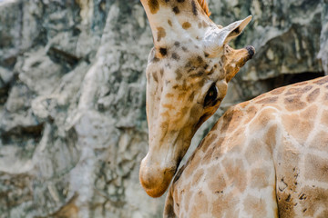 The giraffe faces the buttocks of another giraffe. In the breeding season