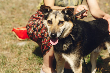 little cute brown dog from shelter with tongue in belt posing outside in sunny park, smiling, adoption concept