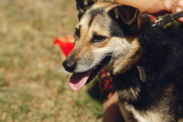 little cute brown dog from shelter with tongue in belt posing outside in sunny park, smiling, adoption concept
