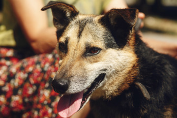 little cute brown dog from shelter with tongue in belt posing outside in sunny park, smiling, adoption concept